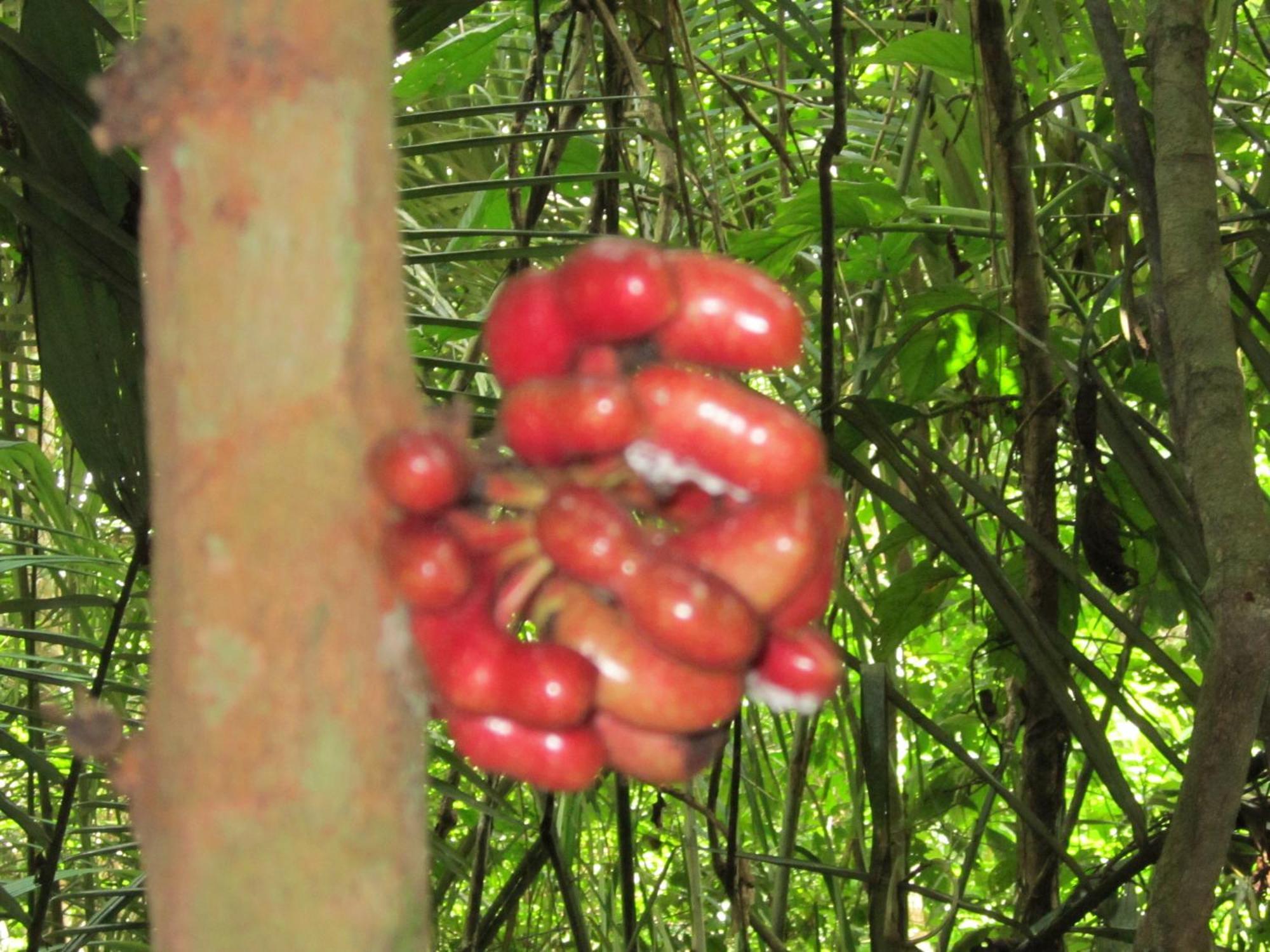Tambopata River Puerto Maldonado Luaran gambar