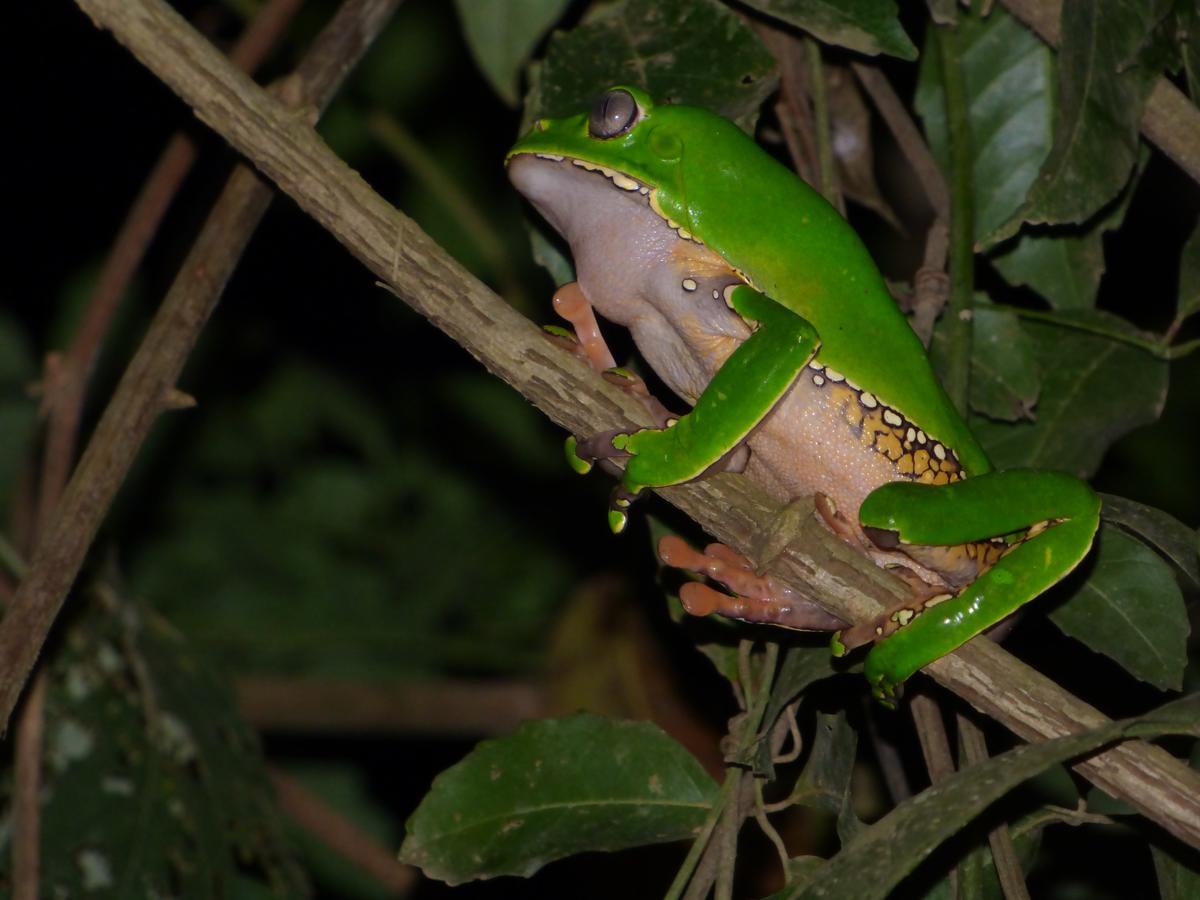 Tambopata River Puerto Maldonado Luaran gambar